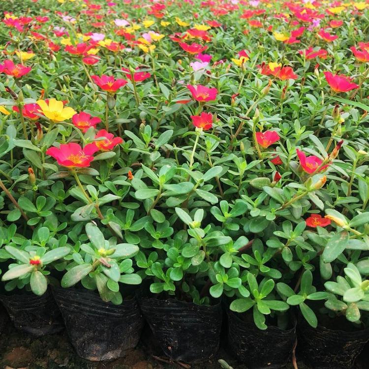 时令草花太阳花 草本太阳花价格 太阳花学校花坛栽植花卉