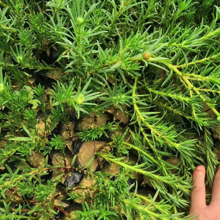 欣美园艺基地出售太阳花 山东太阳花批发 太阳花花海设计