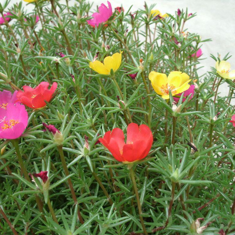 半枝莲 半枝莲价格基地 各种时令草花苗木批发