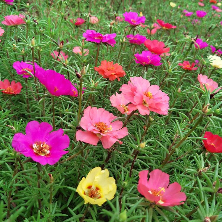 半枝莲 松叶菊价格 午时花小苗基地 各种时令草花苗木批发