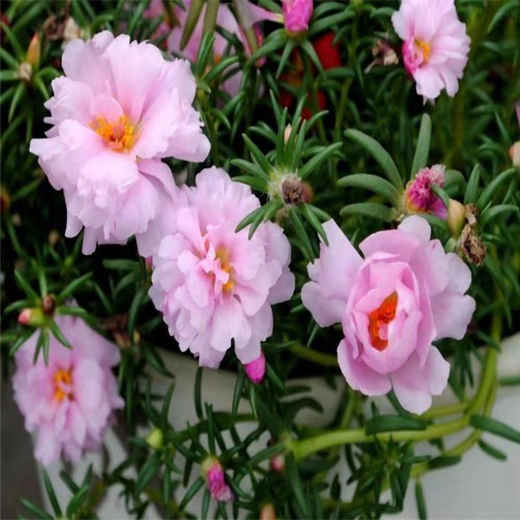 供应半枝莲花种子价格 花镜半枝莲 并头草 韩信草价格