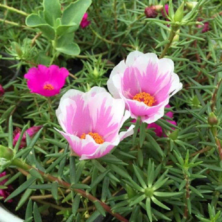 半枝莲批发价格 半枝莲太阳花基地【欣美园艺】