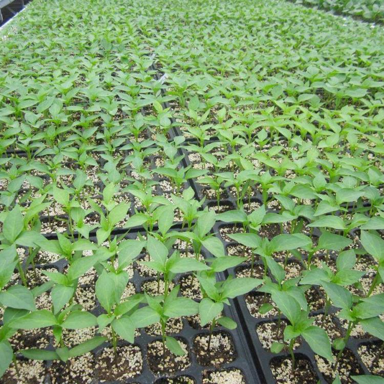 盛禾育苗基质 蔬果通用 持水保肥 育苗基质 草炭土