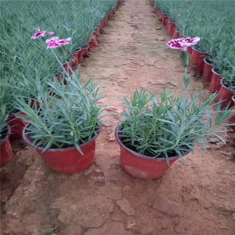 彩虹石竹 花坛花卉 彩虹石竹基地