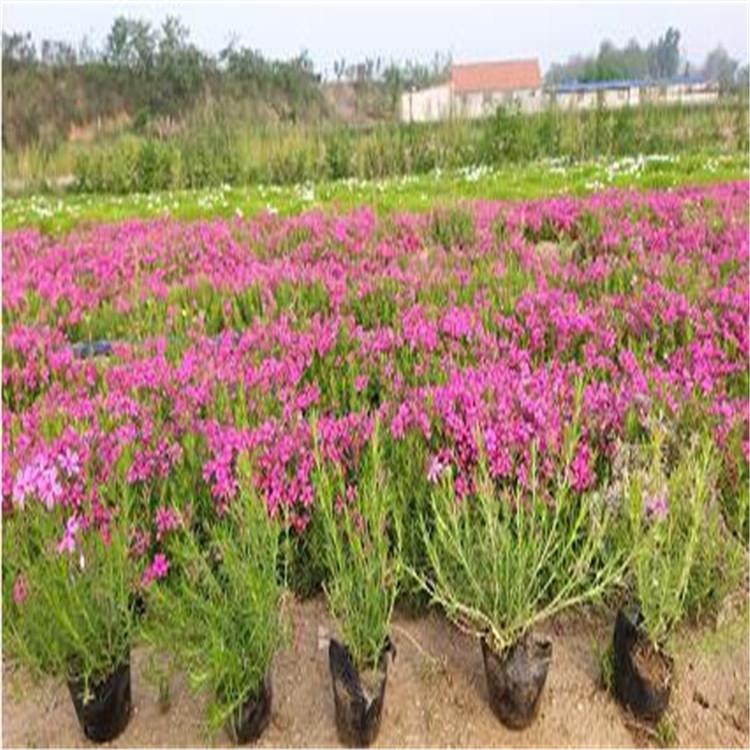 芝樱花价格 芝樱花小苗 芝樱花花海施工