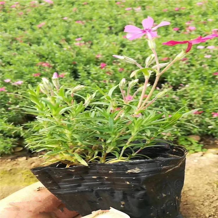 福禄考 福禄考花苗出售 福禄考批发厂家