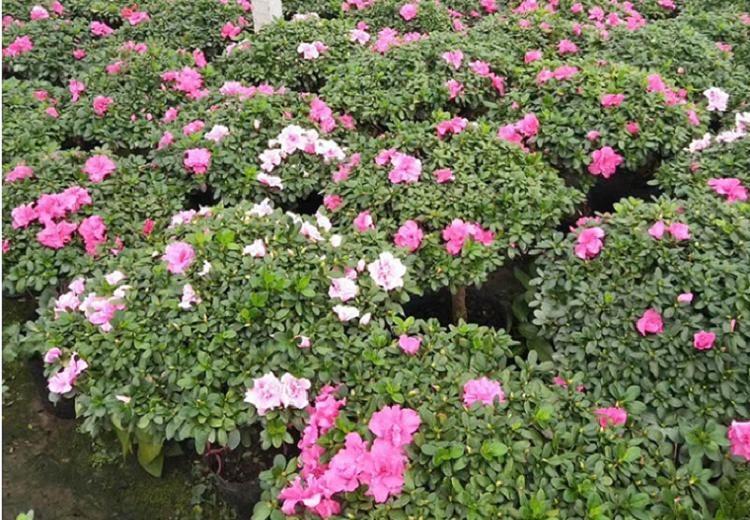 杜鹃花盆栽 四季开花杜鹃花盆栽年宵花卉绿植 耐寒杜鹃花带土发货