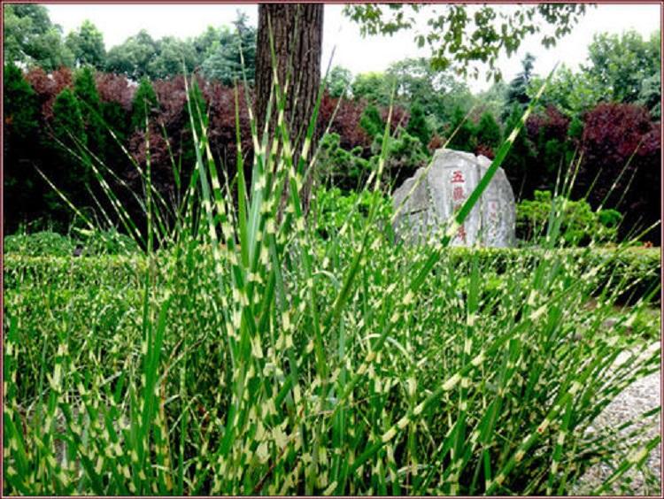 园林用斑叶芒 斑叶芒批发价格新叶花卉大量供应斑叶芒