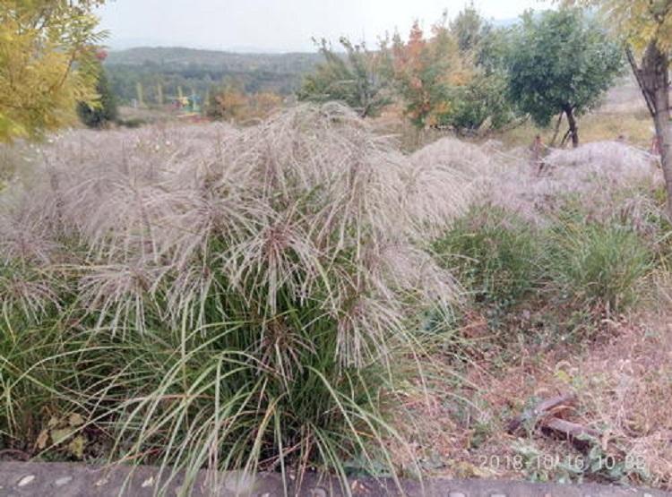 新叶绿化用晨光芒_晨光芒种植基地大量供应优质晨光芒