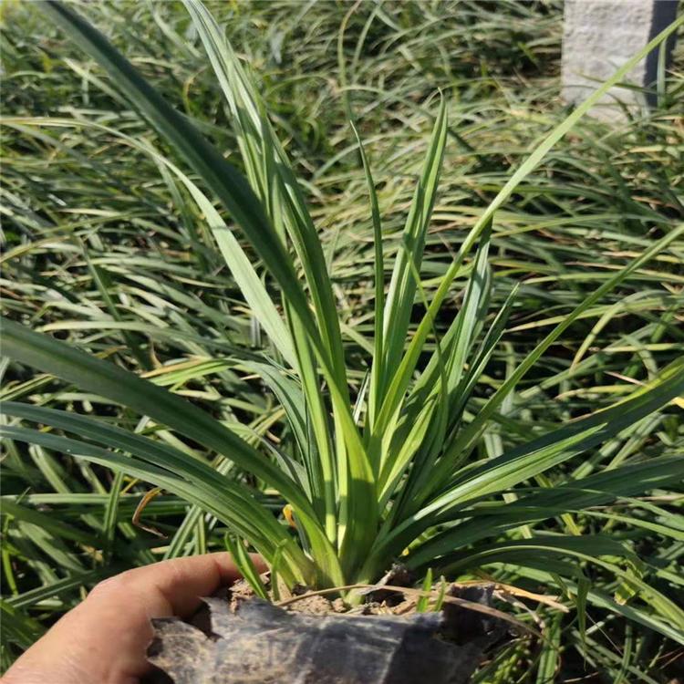 涝峪苔草 涝峪苔草工程用苗 青州涝峪苔草批发
