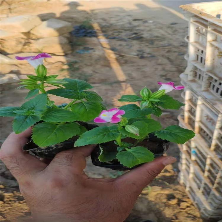夏瑾 夏瑾小苗批发价格