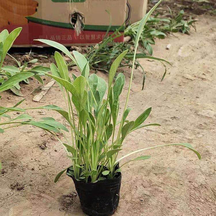 青州金鸡菊价格 金鸡菊小苗批发