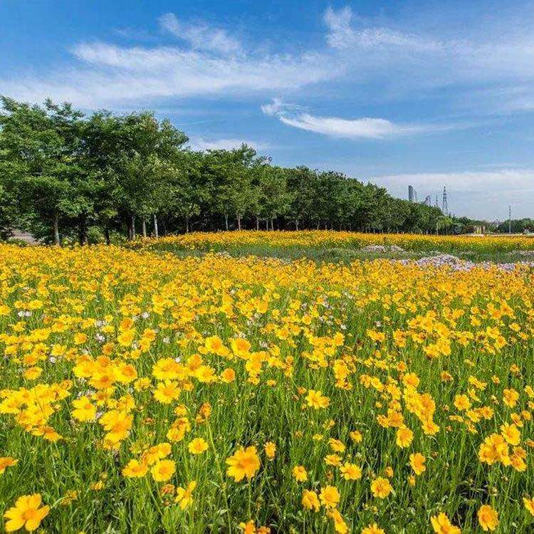 青州金鸡菊批发基地