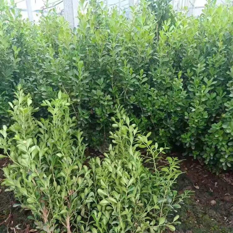 批发出售绿化苗木 瓜子黄杨基地直销 价格低廉
