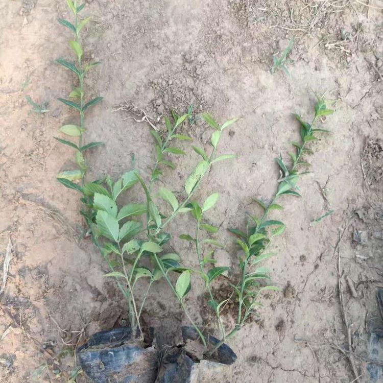小叶扶芳藤批发 绿化苗木出售 量大从优