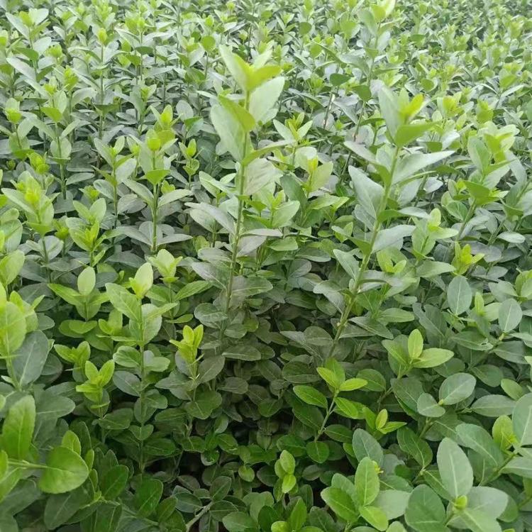 卫矛批发直销 卫矛价格 卫矛基地大量出售