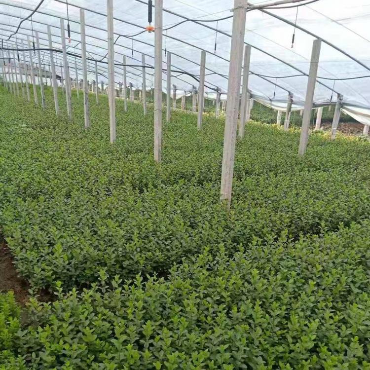 苇茅供应 苇茅出售 青州苇茅批发