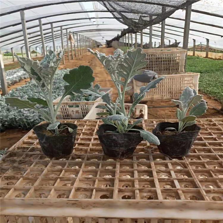 银叶菊价格 银叶菊小苗 青州银叶菊种植基地