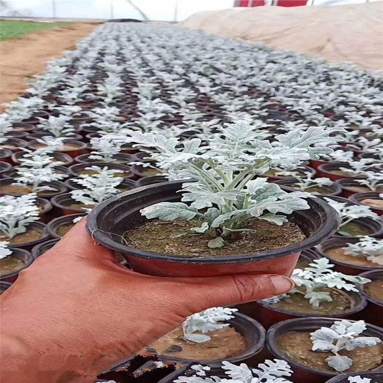 银叶菊小苗价格 青州银叶菊批发