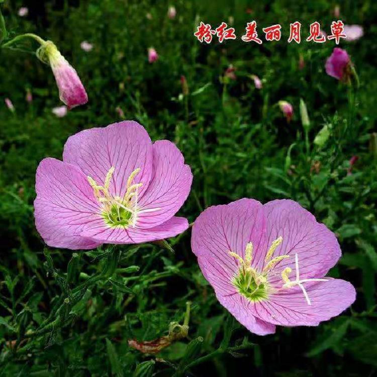 供应美丽月见草 绿化用月见草 山东欣美