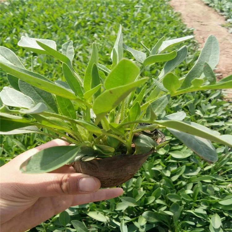 金鸡菊小苗批发     大花金鸡菊