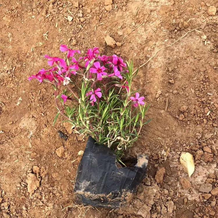 青州福禄考种植基地_丛生福禄考大量批发_芝樱花海
