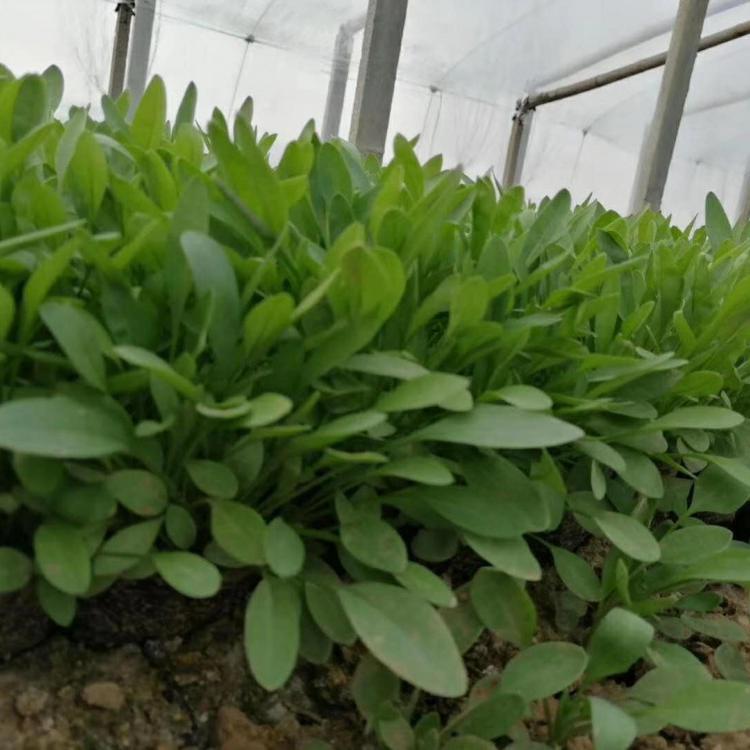 青州大量金鸡菊_新叶花卉金鸡菊种植基地批发价格_金鸡菊大量处理