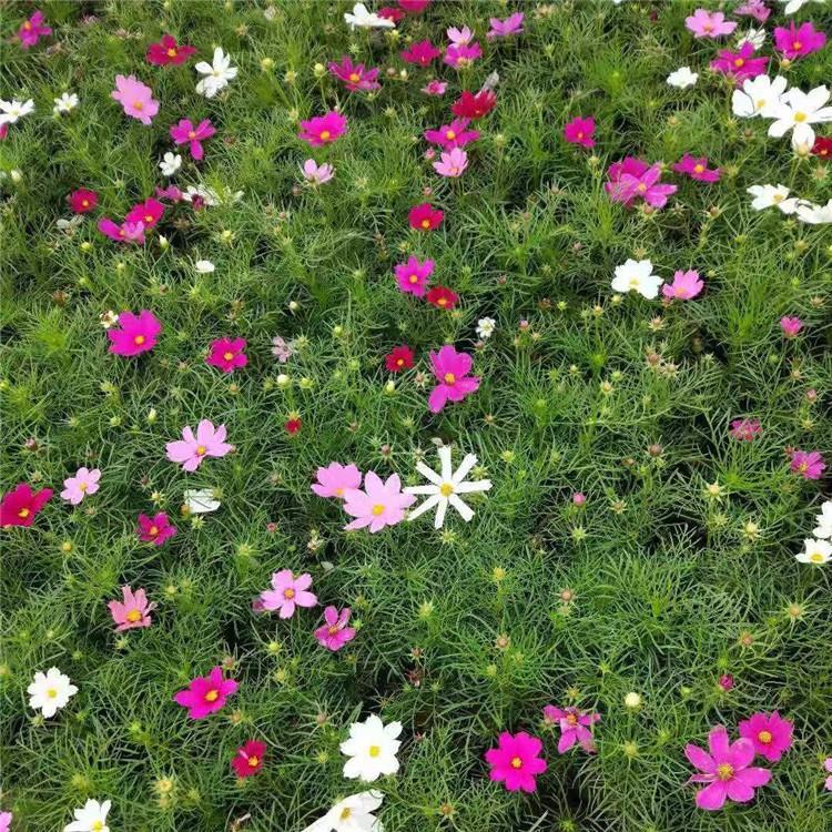 波斯菊售销     波斯菊杯苗