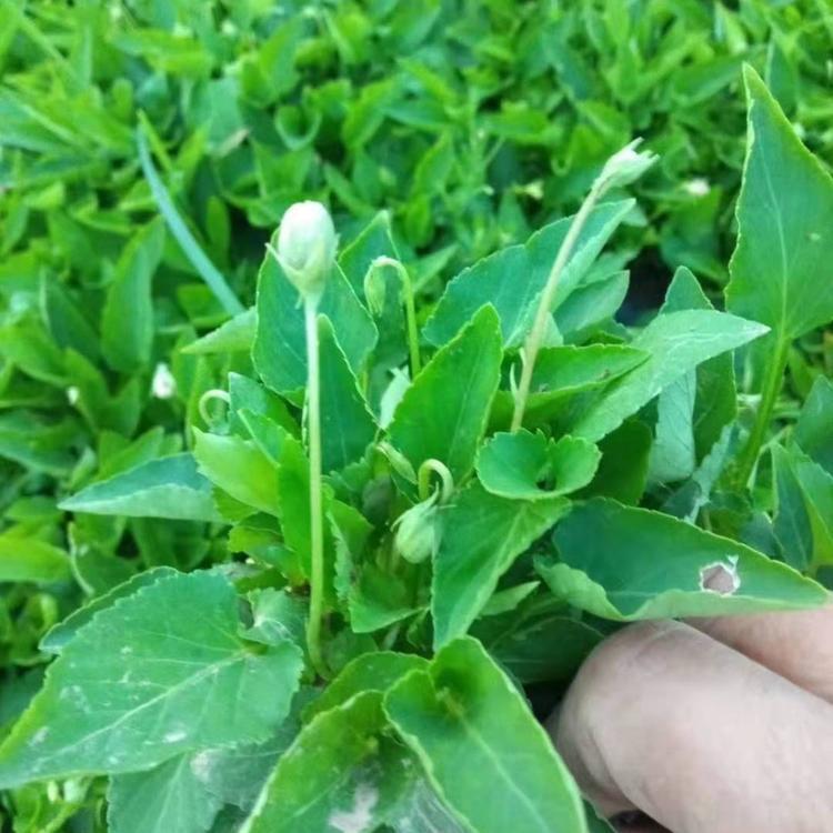 地丁基地种植    紫花地丁小苗