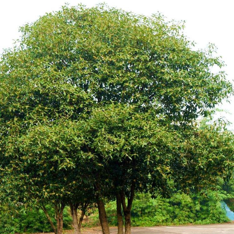 温江桂花树苗 温江桂花树种植基地 桂花树价格