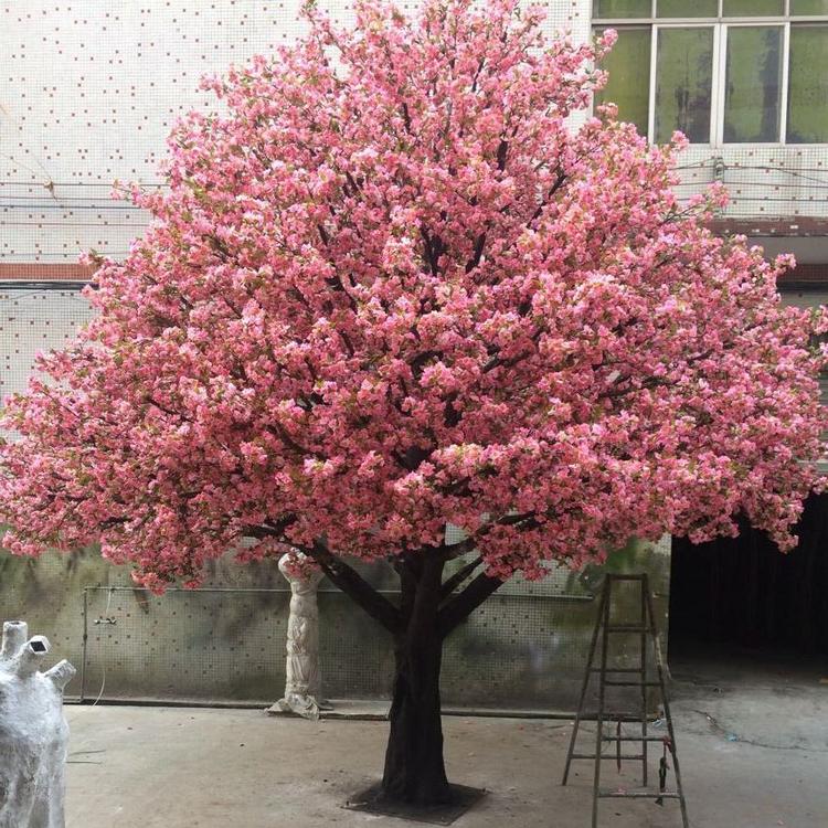 成都樱花树树苗基地 四川樱花树价格怎么样 樱花树苗木基地