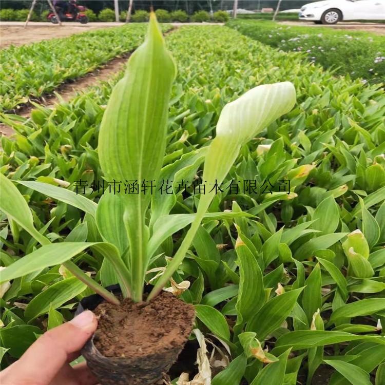 玉簪小苗基地   .玉簪价格