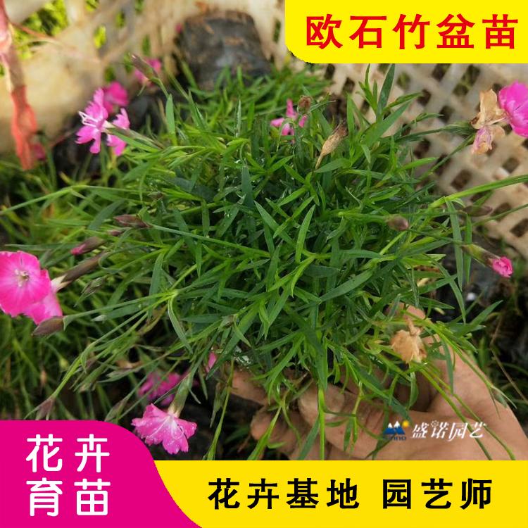 欧石竹花 欧石竹 小苗 宿根地被 草花花卉 基地处理
