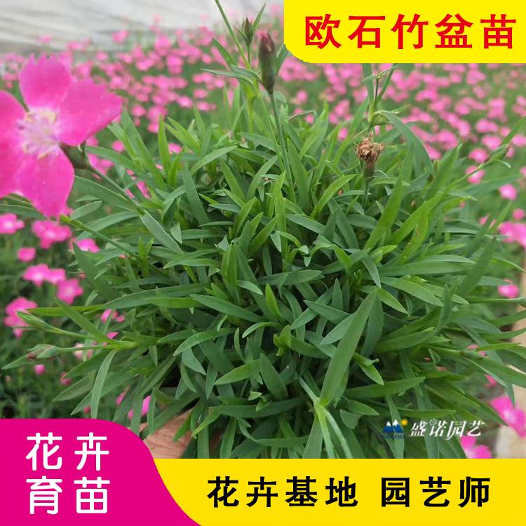 欧石竹 苗 欧石竹 盆苗 宿根地被 草花花卉 花卉基地