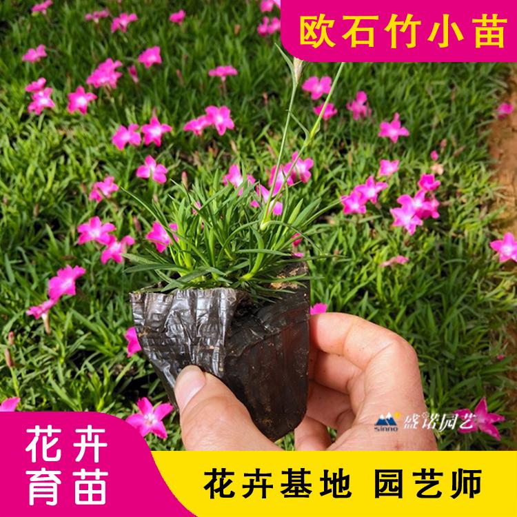 欧石竹 苗 欧石竹 盆苗 宿根地被 草花花卉 批发报价