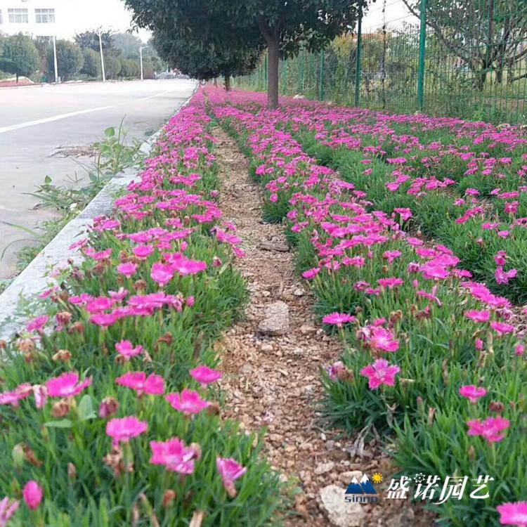 欧石竹 苗 欧石竹 盆苗 苗木系列 时令草花 花卉基地
