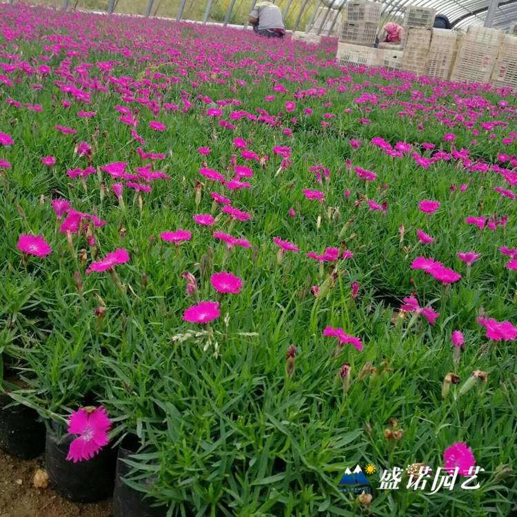 欧石竹 苗 欧石竹 盆苗 苗木系列 时令草花 价格优惠