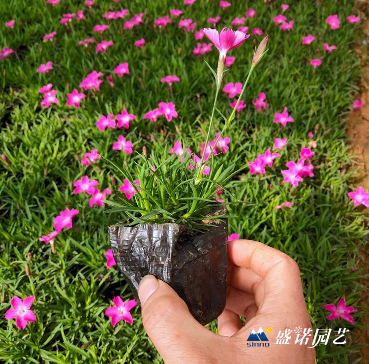 欧石竹 苗 欧石竹 盆苗 苗木系列 时令草花 基地处理