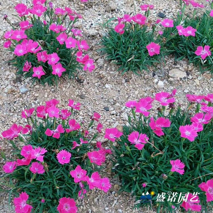 欧石竹花 欧石竹 小苗 苗木系列 时令草花 价格优惠