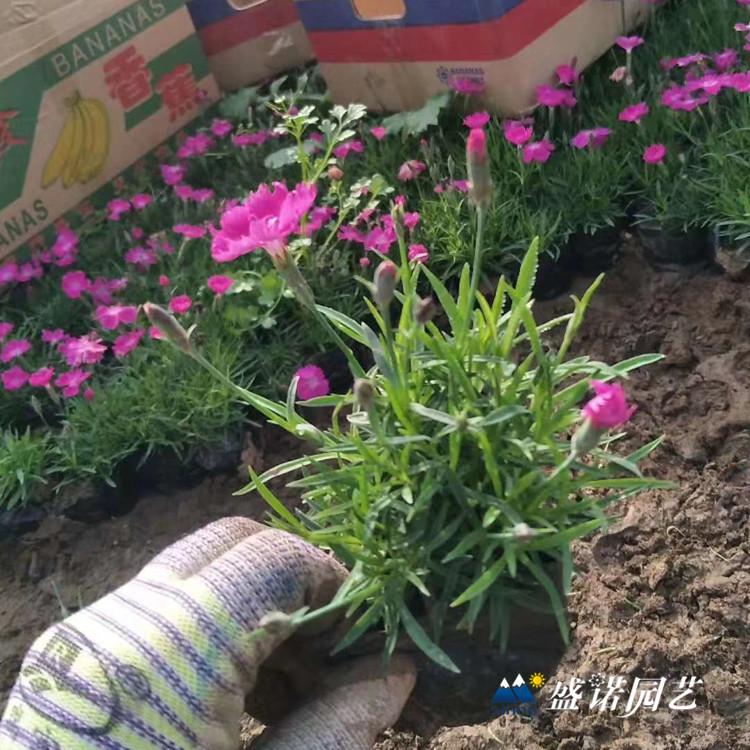 欧石竹 苗 欧石竹 盆苗 小苗 双色盆 花海景区 花卉苗木 特价销售