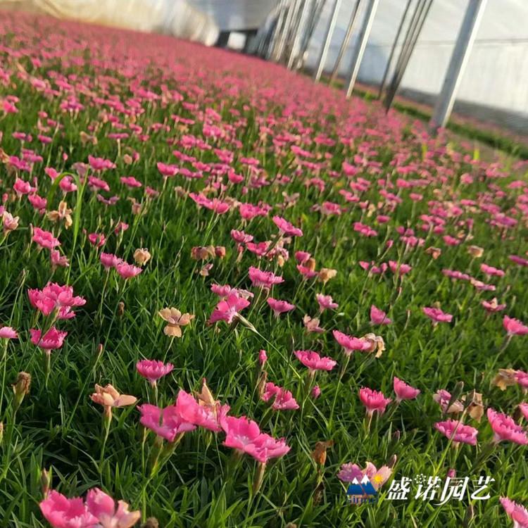 欧石竹 杯苗 欧石竹 欧石竹 花苗 宿根地被 草花花卉 价格优惠