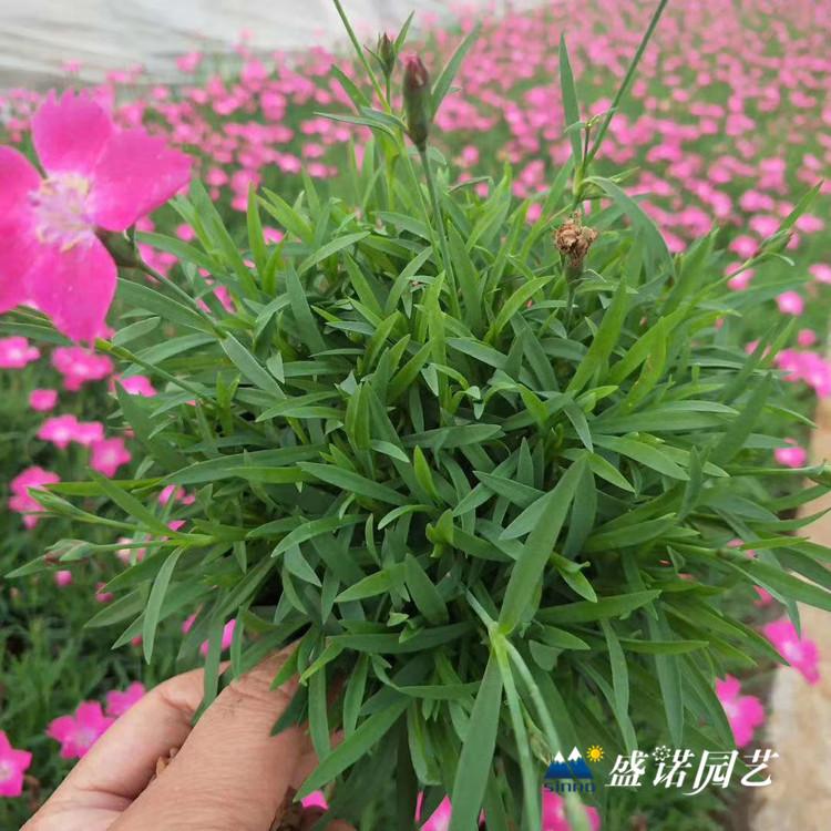 欧石竹 杯苗 欧石竹 欧石竹 花苗 小苗 双色盆 花海景区 花卉苗木 价格优惠