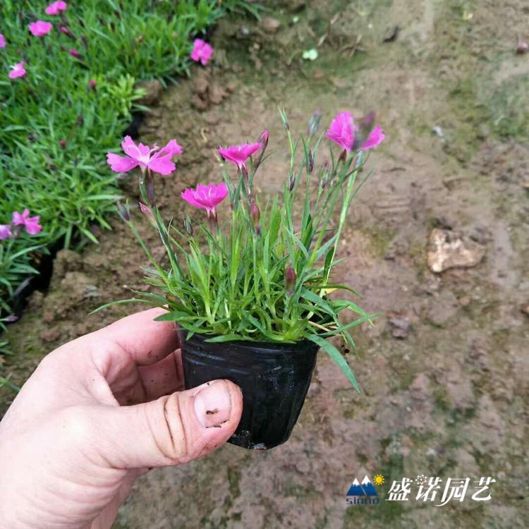 欧石竹 苗 欧石竹 盆苗 宿根花卉 绿化园林工程 价格优惠