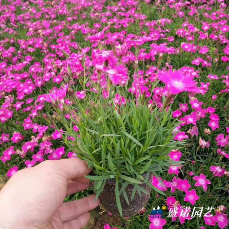 欧石竹花 欧石竹 小苗 小苗 双色盆 花海景区 花卉苗木 价格优惠