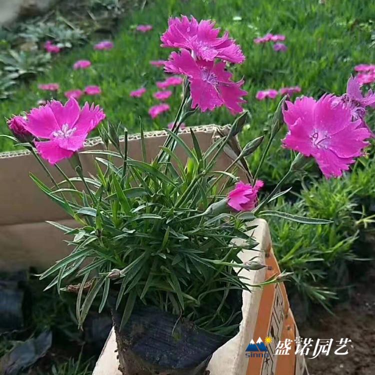 欧石竹花 欧石竹 小苗 宿根地被 草花花卉 花卉基地