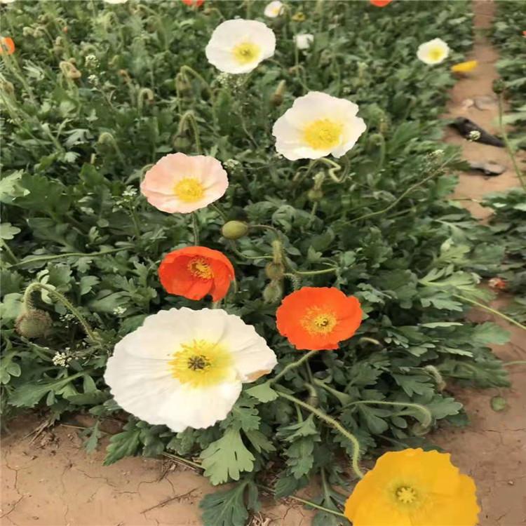 虞美人基地    虞美人小苗热销