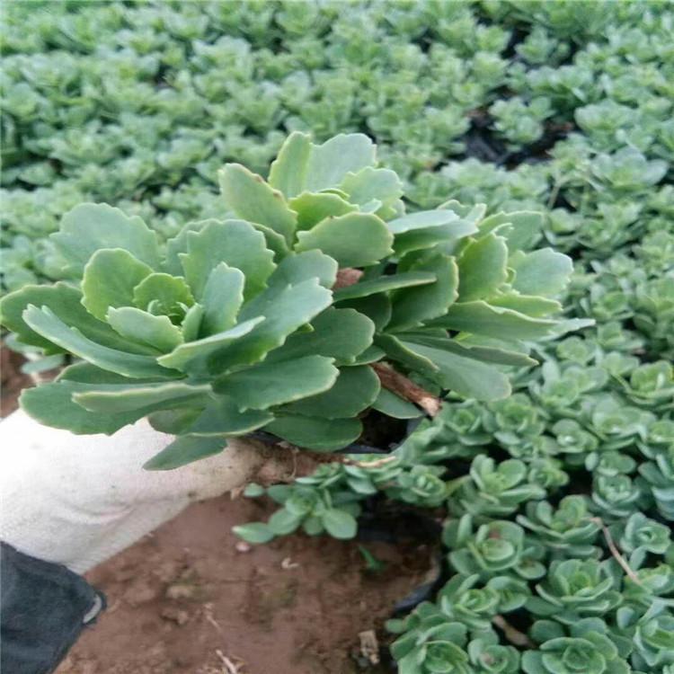 出售八宝景天小苗   八宝景天基地