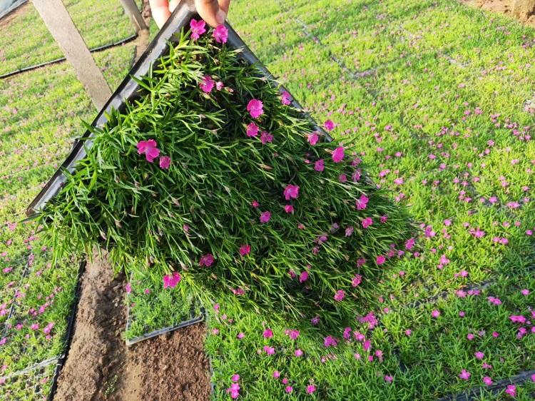组摆盆栽草花 青州花卉欧石竹 阳台绿化-青州承玉