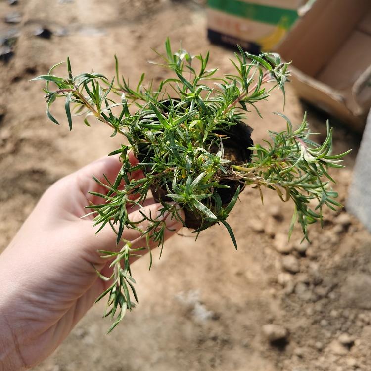 地被植物芝樱花 丛生福禄考 盆栽植物-承玉花卉