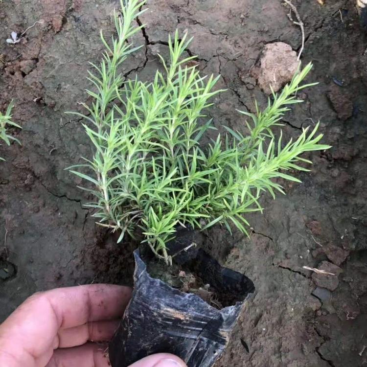 丛生福禄考基地 丛生福禄考价格 芝樱价格 福禄考报价